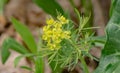 Yellow Showy Rattlebox Ã¢â¬â Crotalaria spectabilis